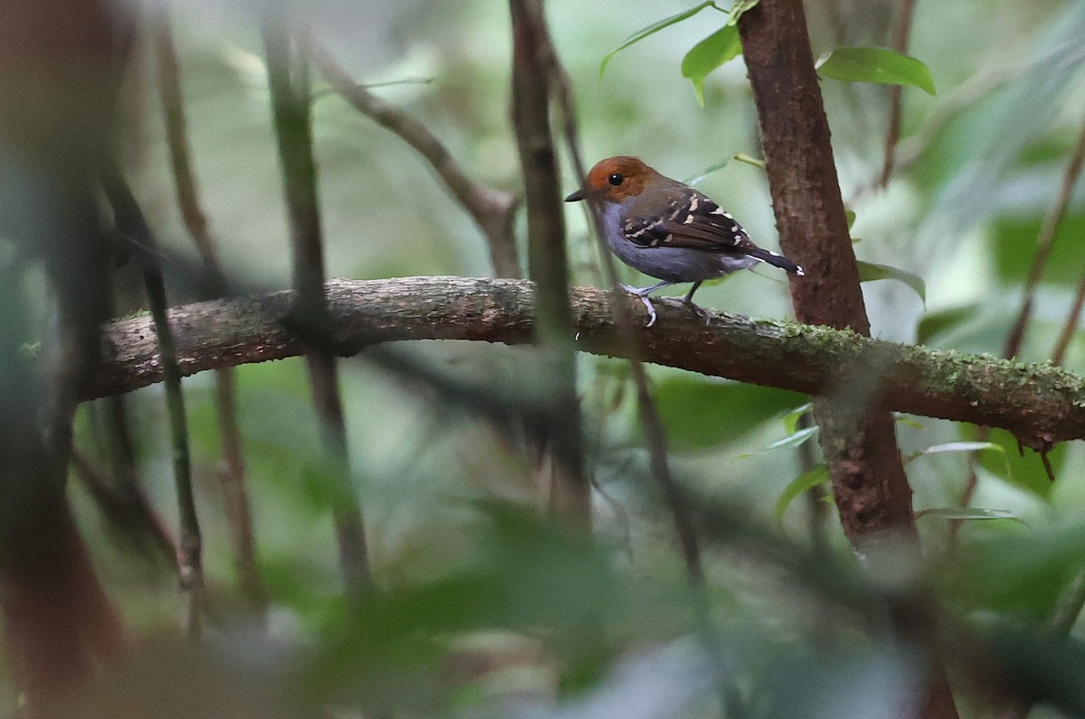 Common Scale-backed Antbird - ML631841813