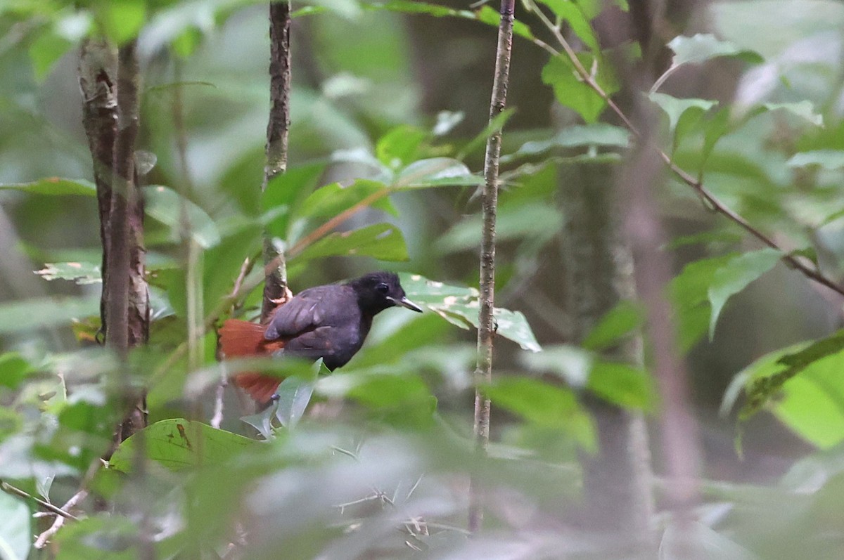 White-plumed Antbird - ML631841937
