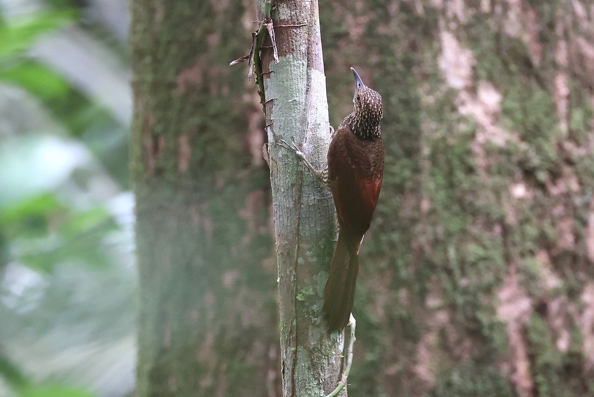 Black-banded Woodcreeper - ML631841984