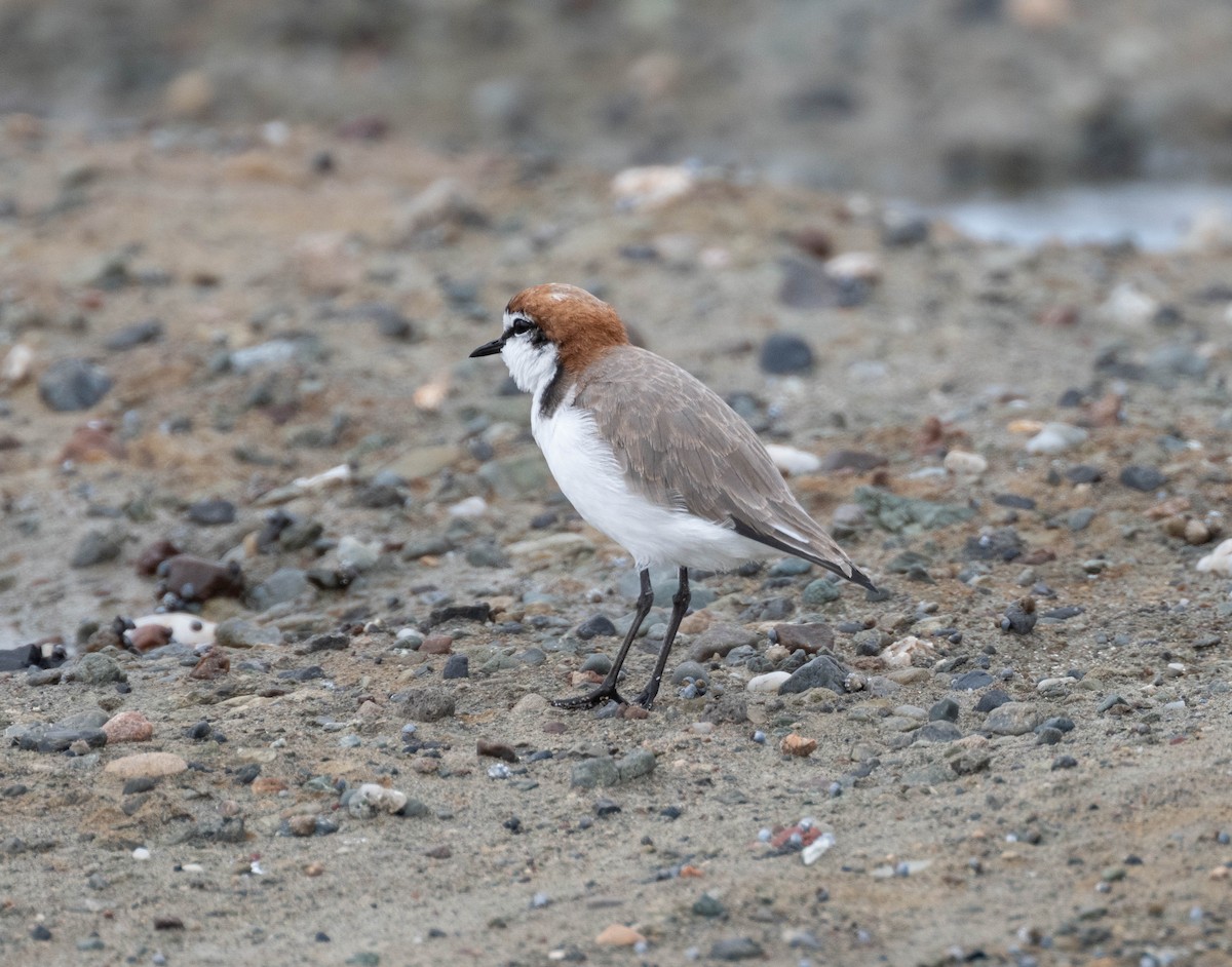 Red-capped Plover - ML631841997