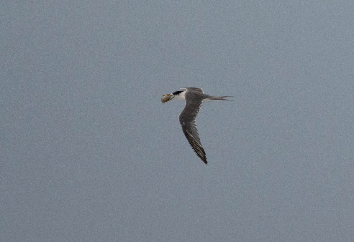 Great Crested Tern - ML631842016