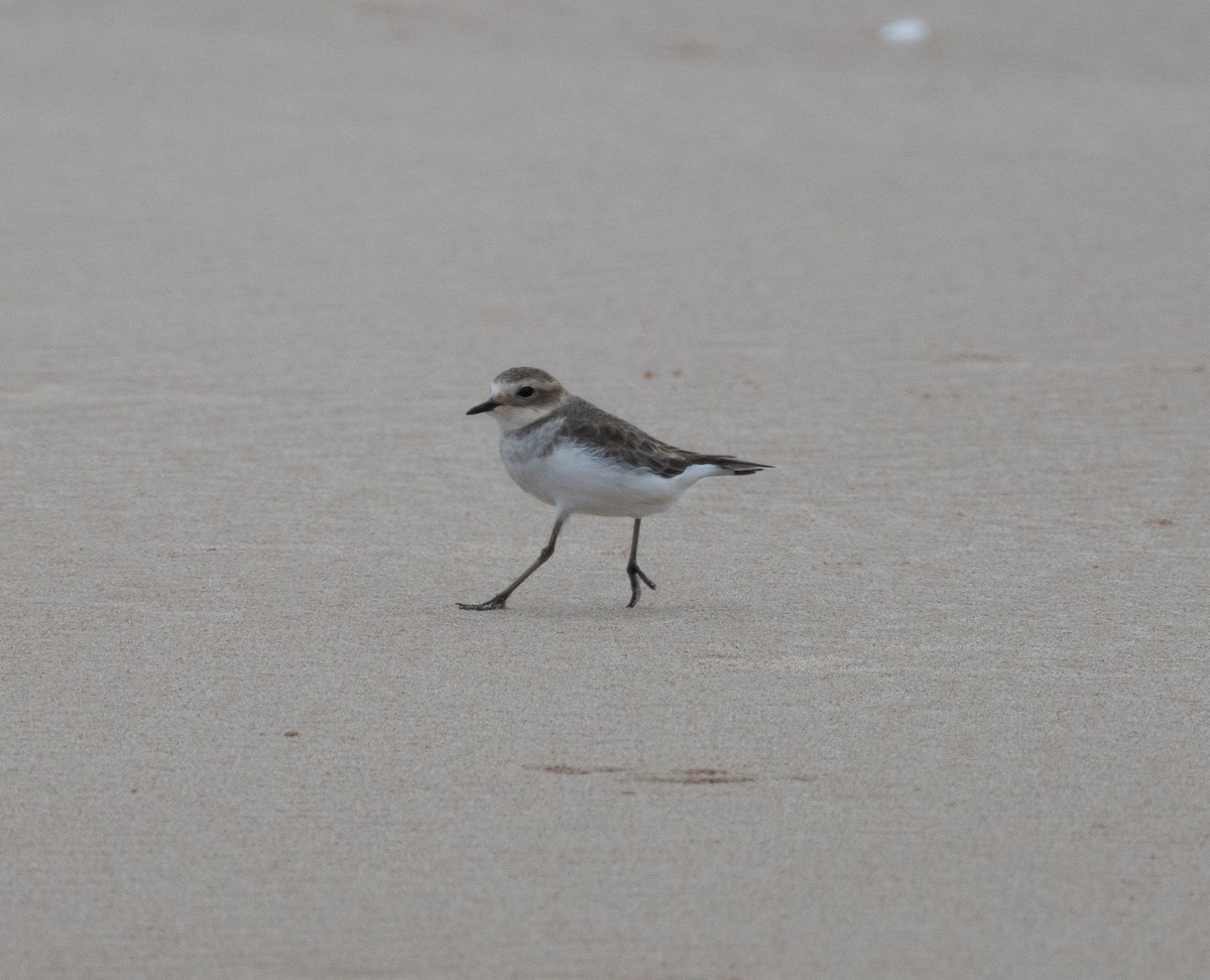 Double-banded Plover - ML631842029
