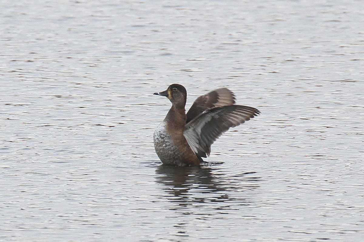 Ring-necked Duck - ML631842072
