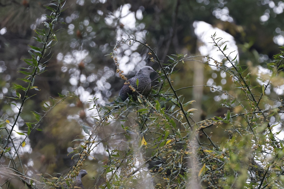 Pigeon de Hodgson - ML631842290