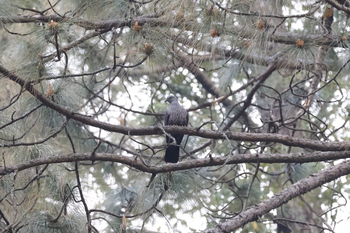 Pigeon de Hodgson - ML631842291