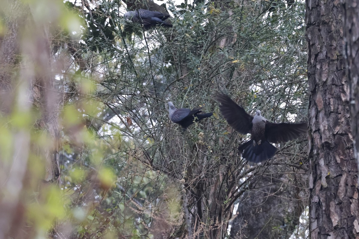 Pigeon de Hodgson - ML631842292