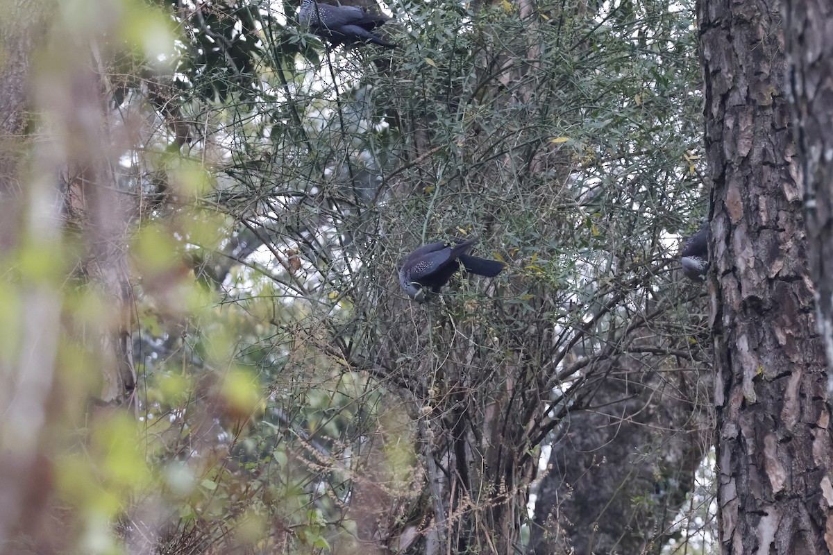 Pigeon de Hodgson - ML631842293