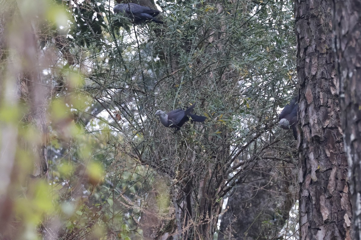 Pigeon de Hodgson - ML631842294