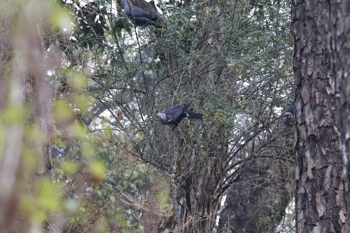 Pigeon de Hodgson - ML631842295