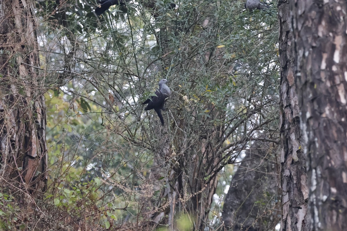 Pigeon de Hodgson - ML631842296