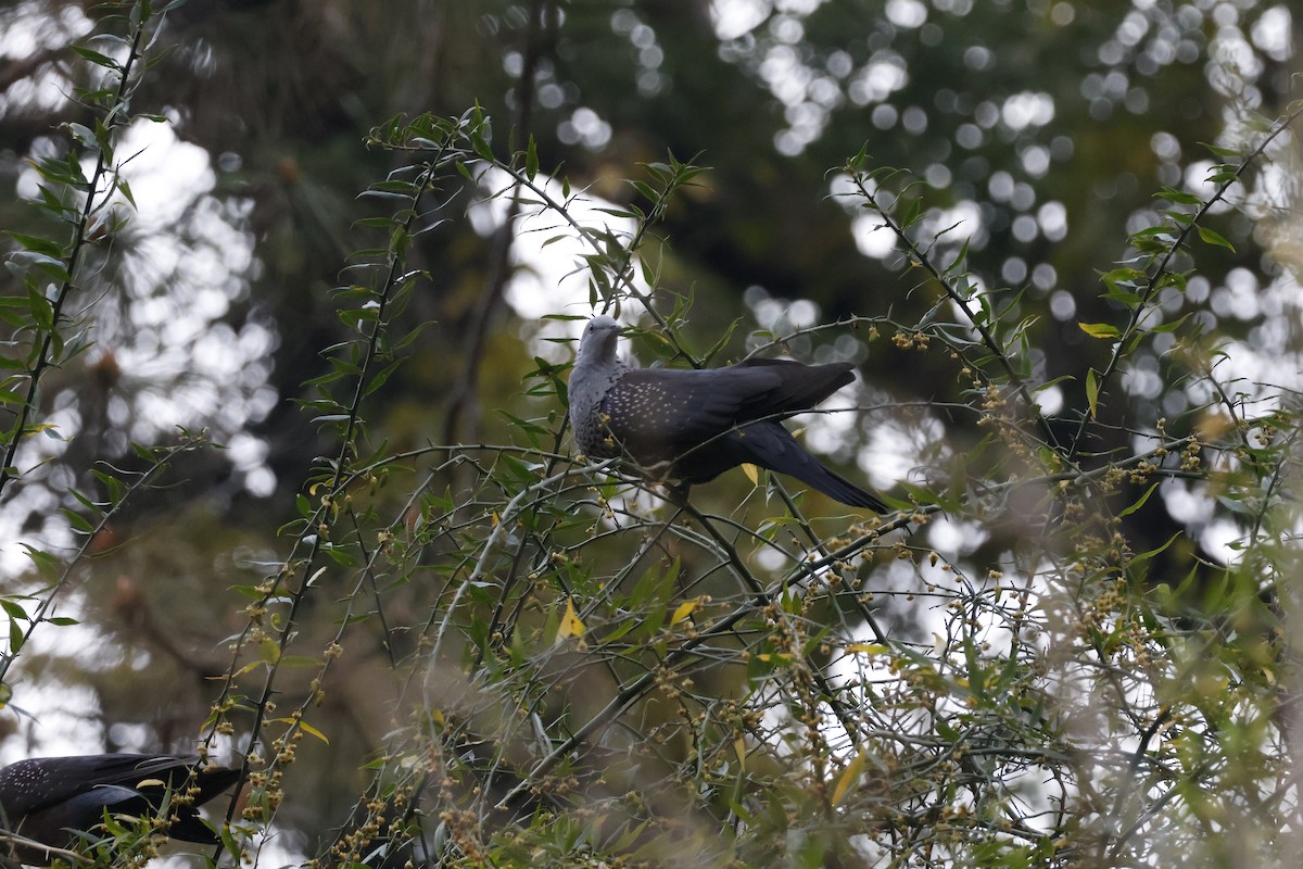 Pigeon de Hodgson - ML631842300