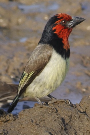 Black-collared Barbet - ML631842650