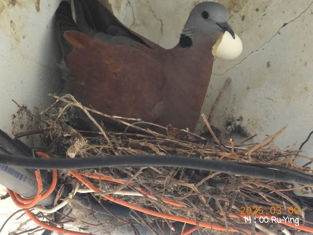 Red Collared-Dove - ML631842699