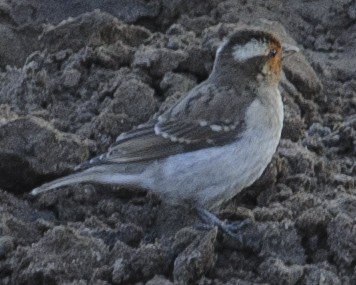 Moineau bridé - ML631842732