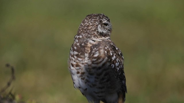 Burrowing Owl - ML631842804