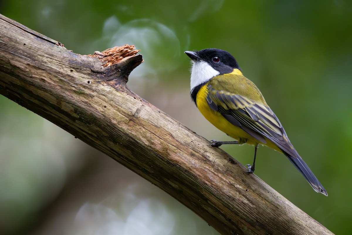 Golden Whistler - ML631842811