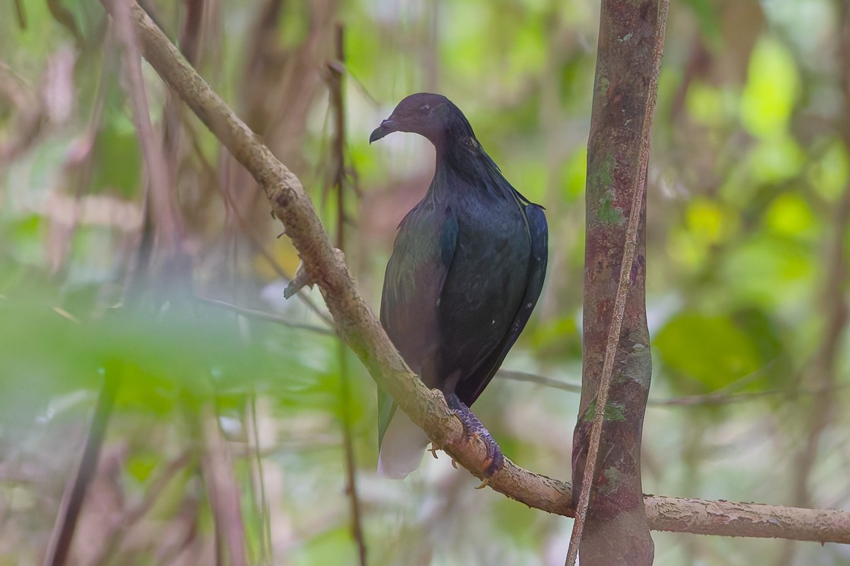 Nicobar Pigeon - ML631842818