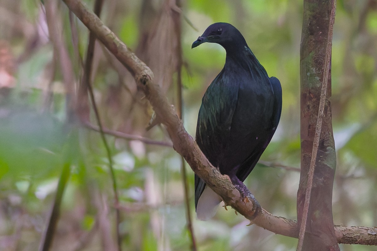 Nicobar Pigeon - ML631842819