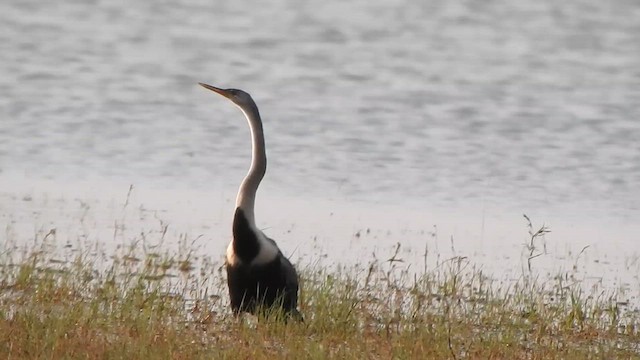Oriental Darter - ML631843044