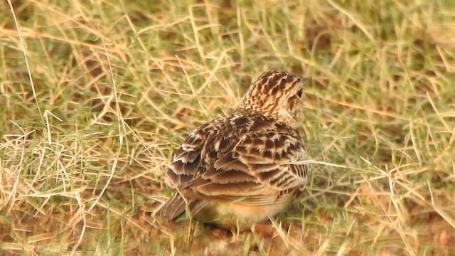 Oriental Skylark - ML631843086