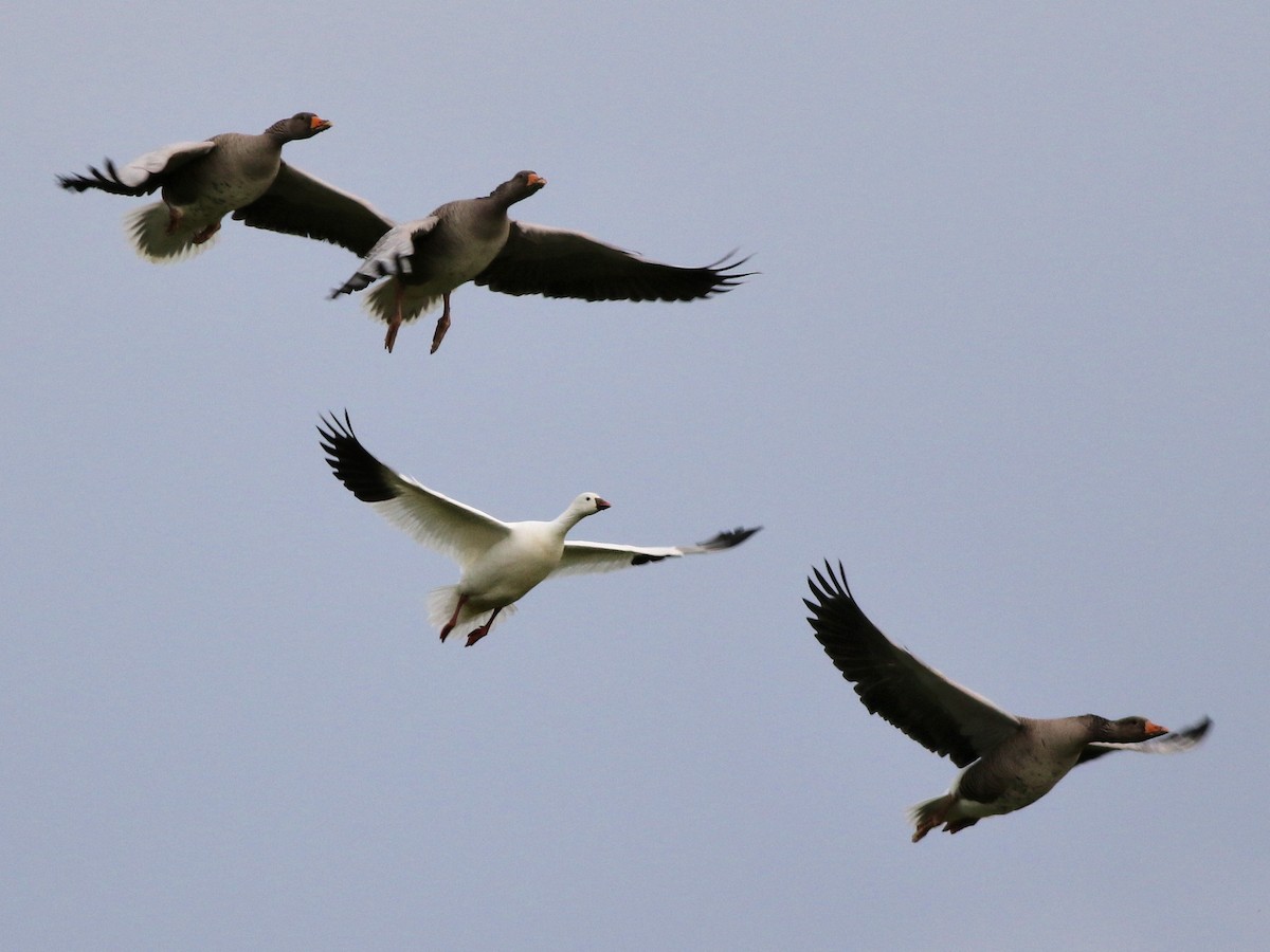 Ross's Goose - ML631843261