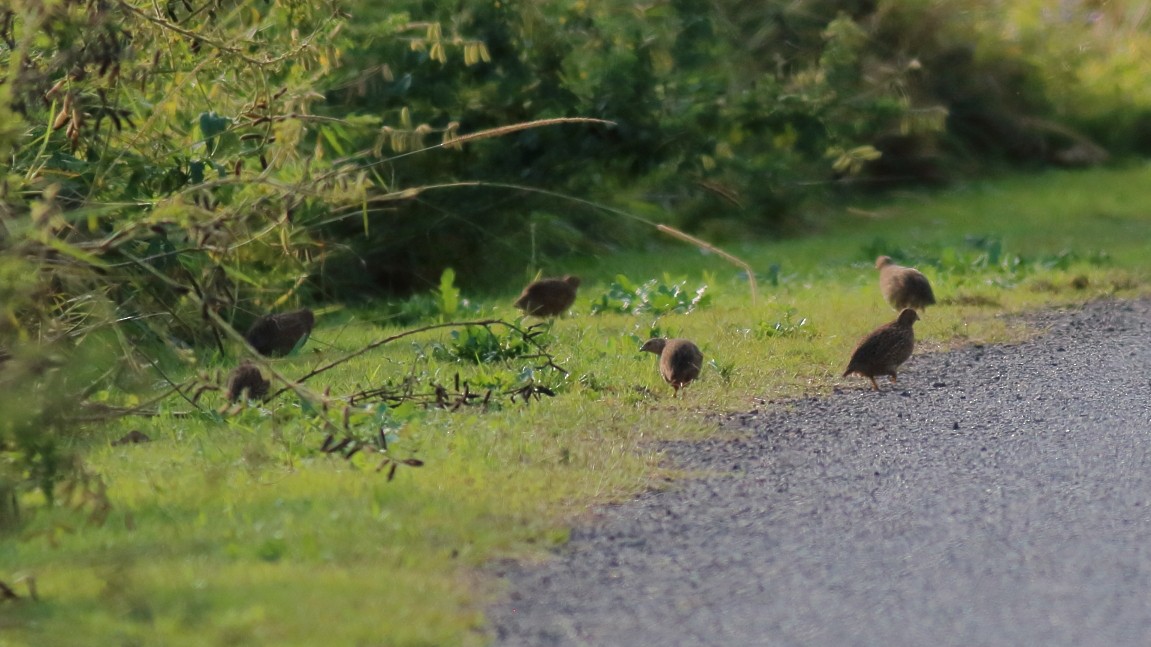 Brown Quail - ML631843295