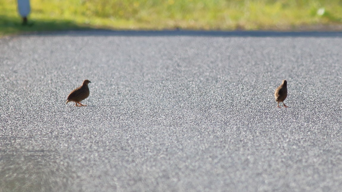 Brown Quail - ML631843302