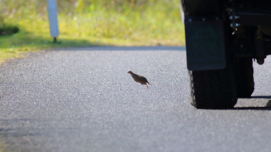 Brown Quail - ML631843306