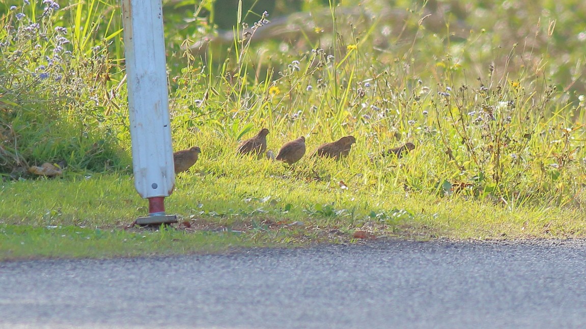 Brown Quail - ML631843309