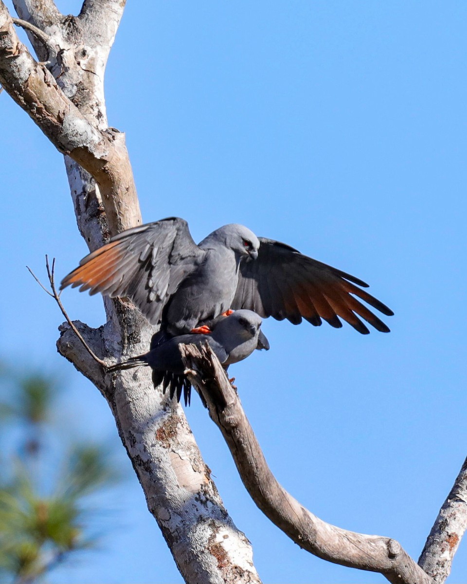 Plumbeous Kite - ML631843310