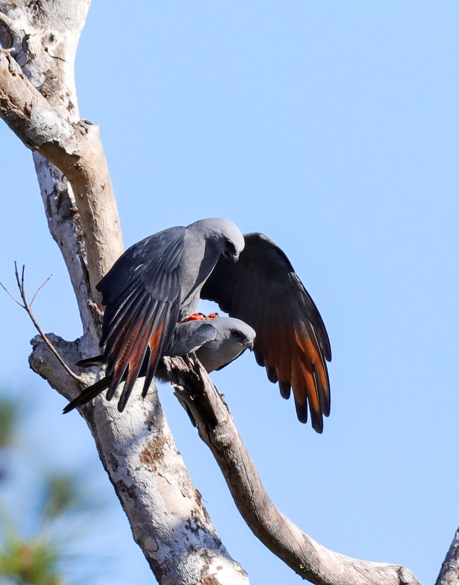 Plumbeous Kite - ML631843311