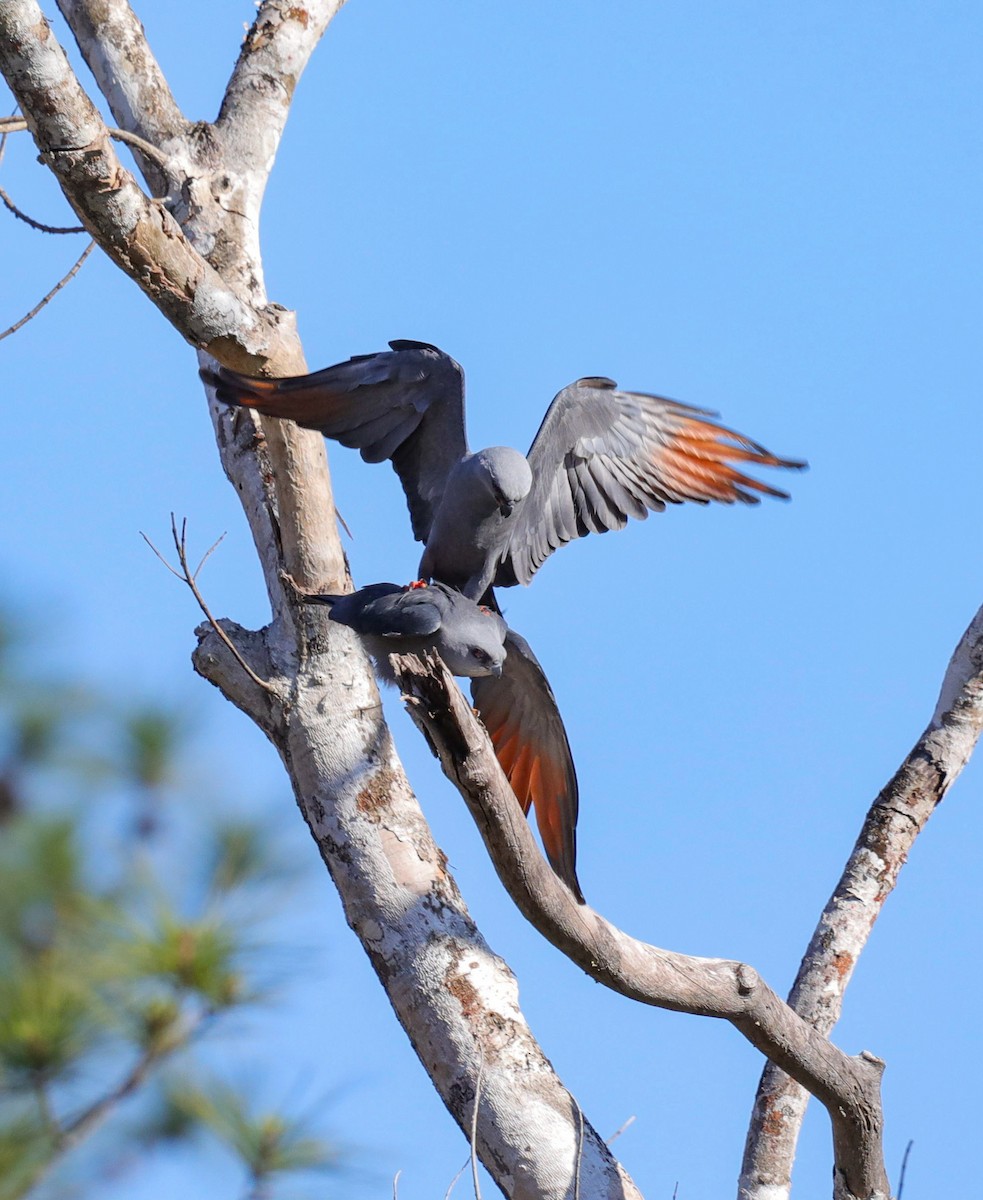 Plumbeous Kite - ML631843313