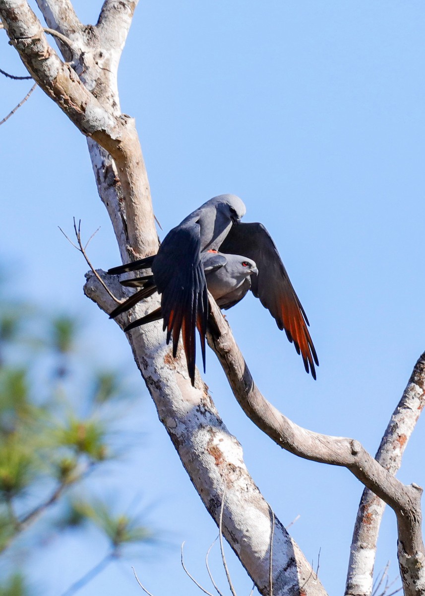 Plumbeous Kite - ML631843314