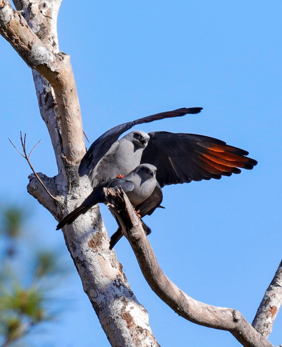 Plumbeous Kite - ML631843316