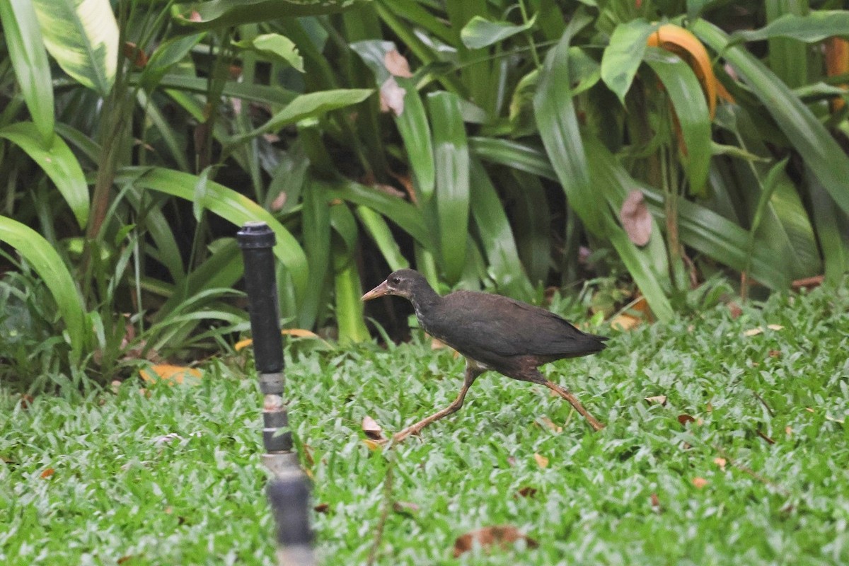 Rallidae sp. (rail/crake sp.) - ML631843368