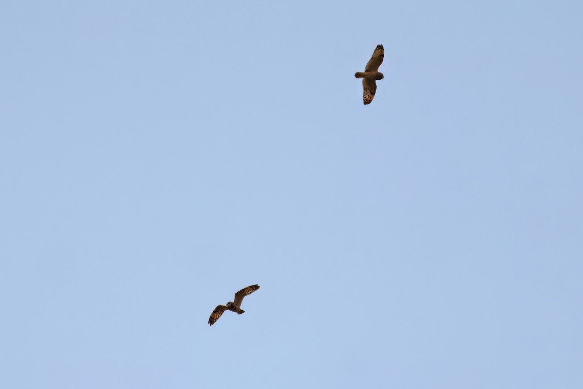 kalous pustovka - ML631843413