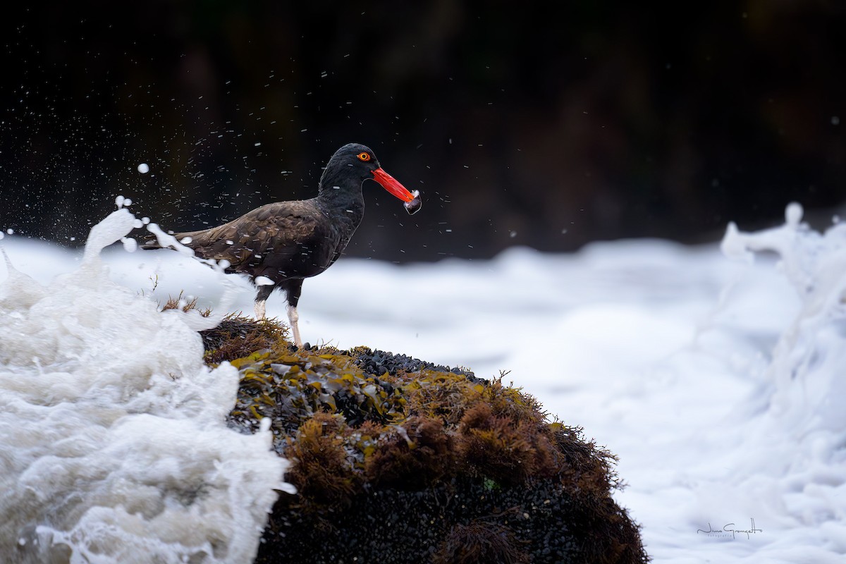 Blackish Oystercatcher - ML631843428