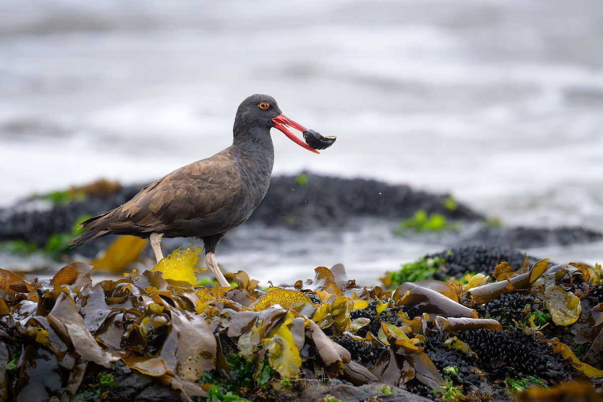 Blackish Oystercatcher - ML631843429