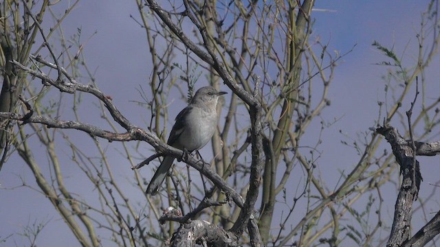 Northern Mockingbird - ML631843434
