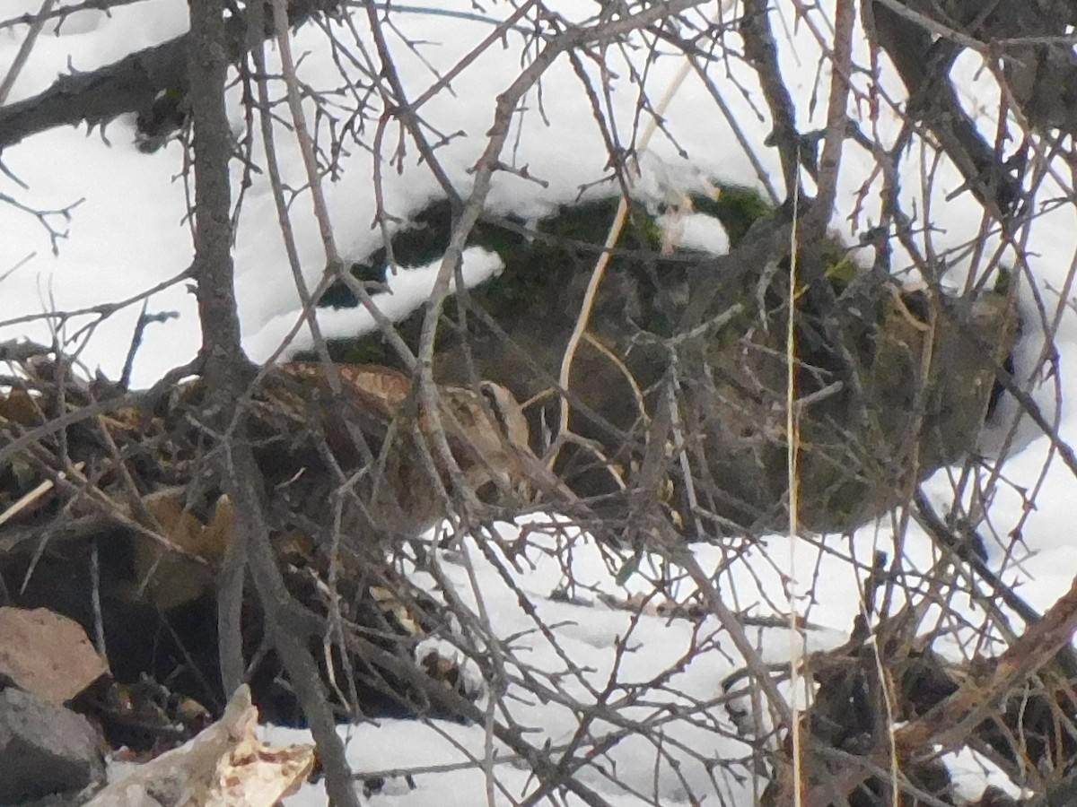 Solitary Snipe - ML631843444