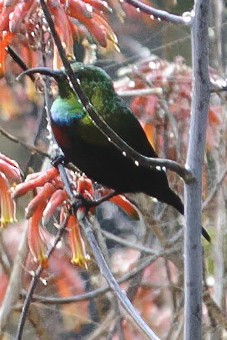 Neergaard's Sunbird - ML631843455