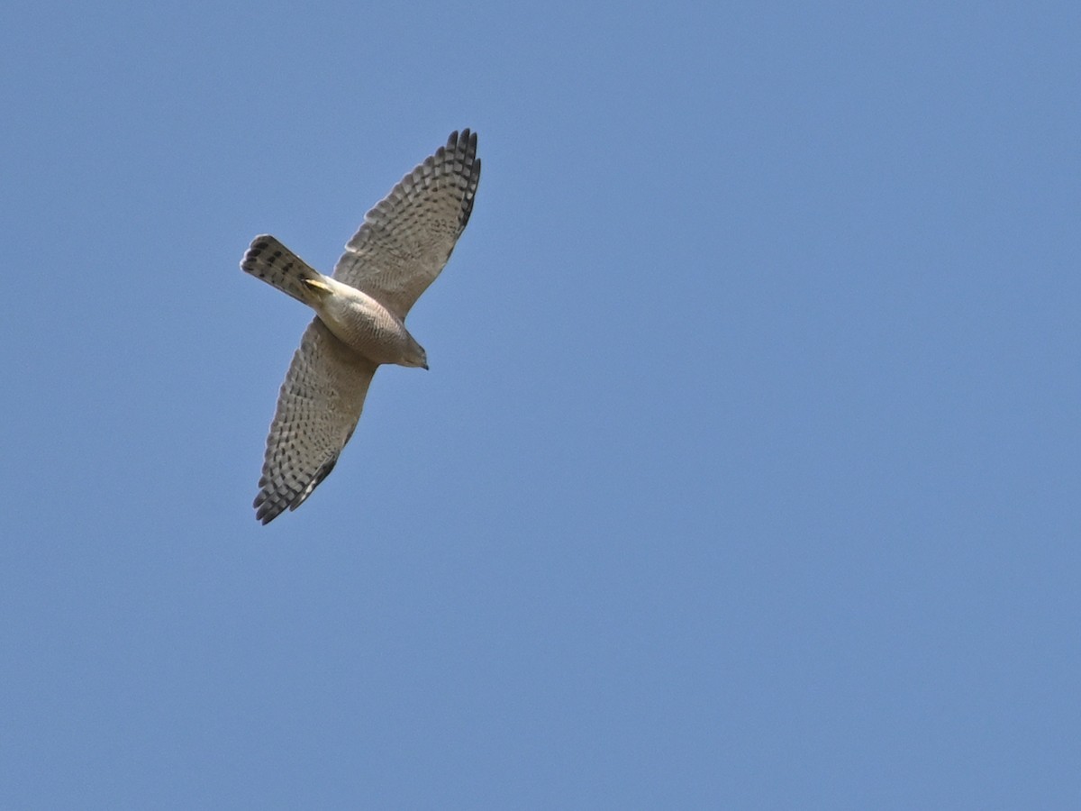 Shikra - ML631843458