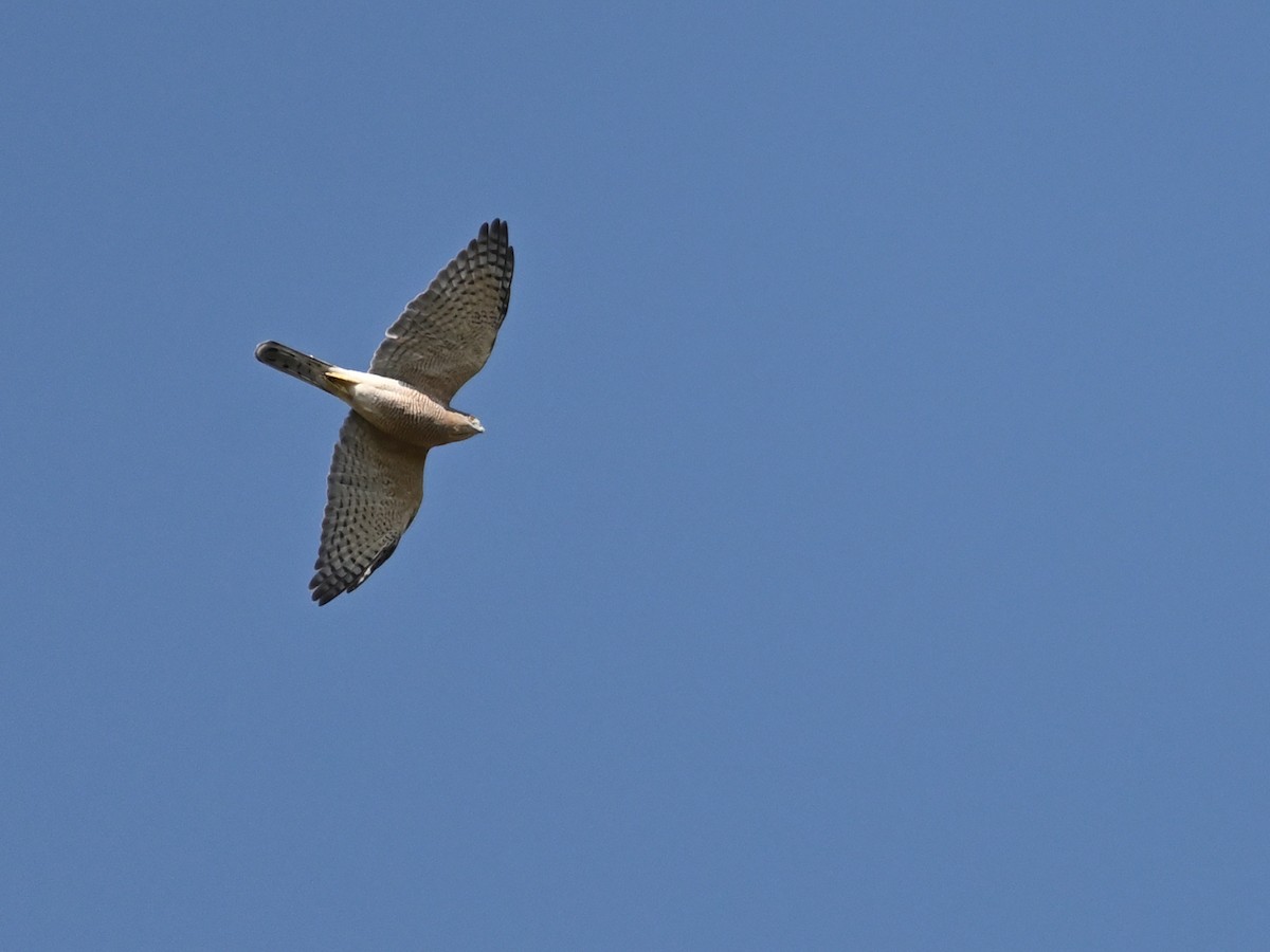 Shikra - ML631843459