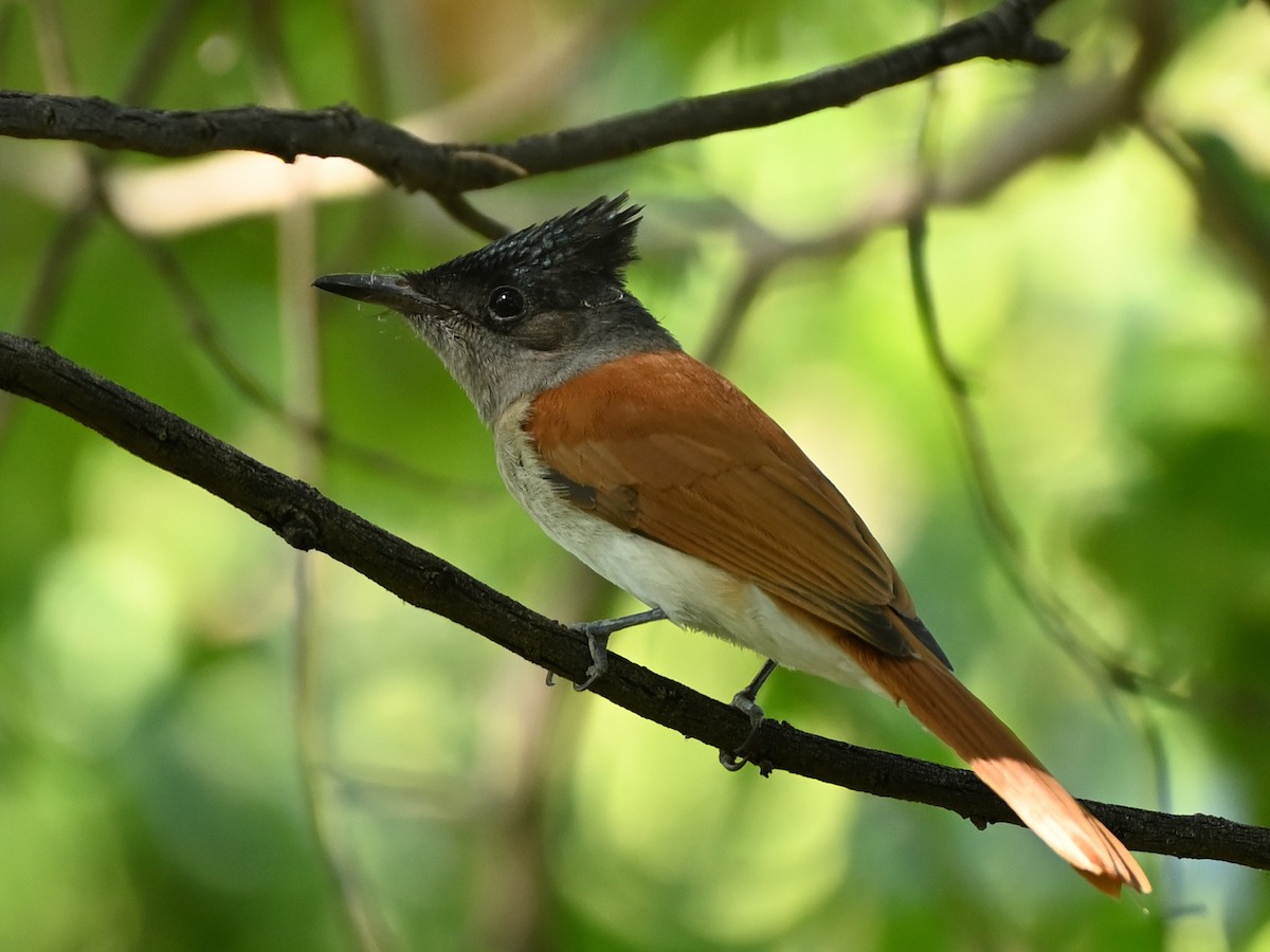 Indian Paradise-Flycatcher - ML631843461