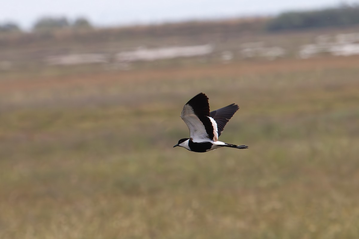 Spur-winged Lapwing - ML631843464