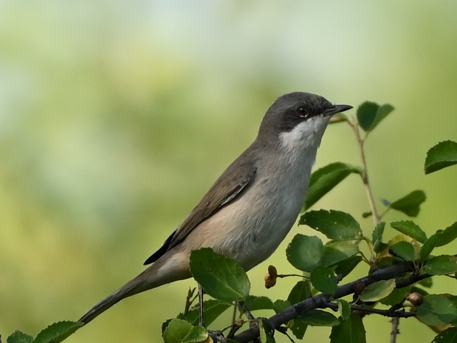 Lesser Whitethroat (Hume's) - ML631843468