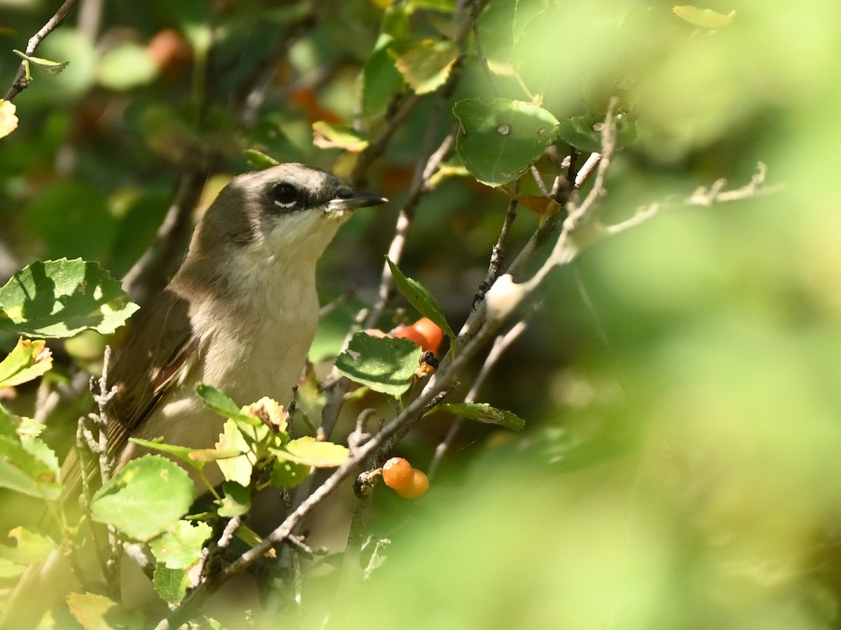 Lesser Whitethroat (Hume's) - ML631843469