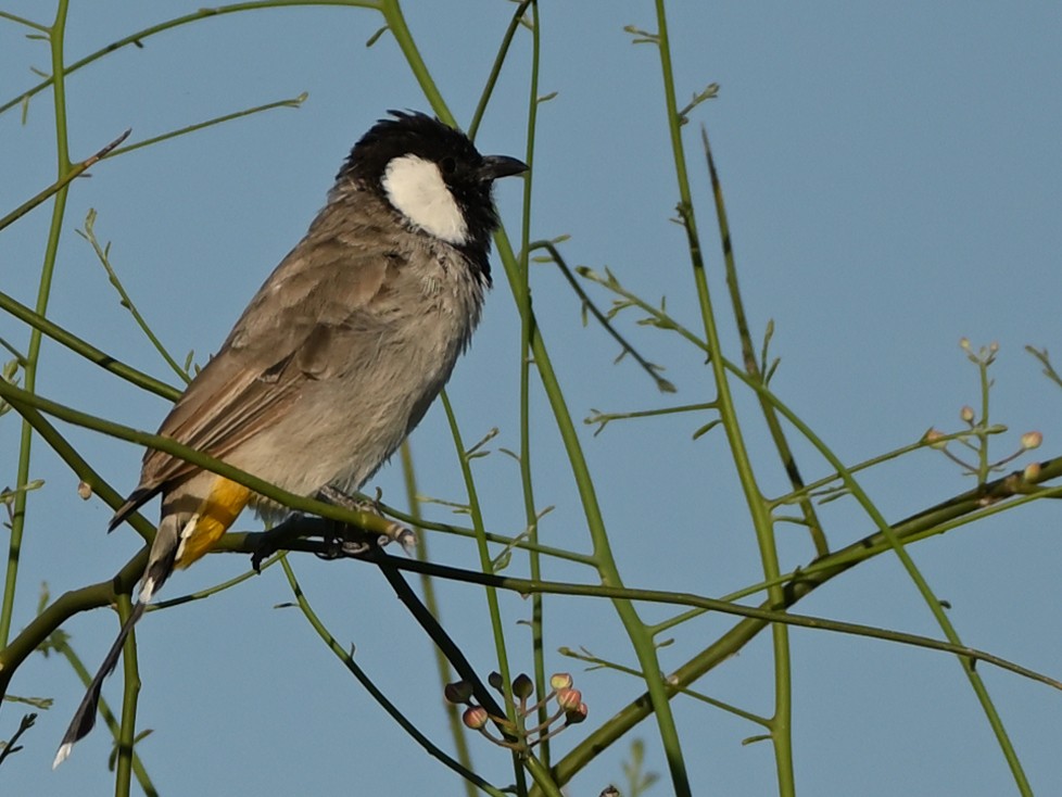 White-eared Bulbul - ML631843472