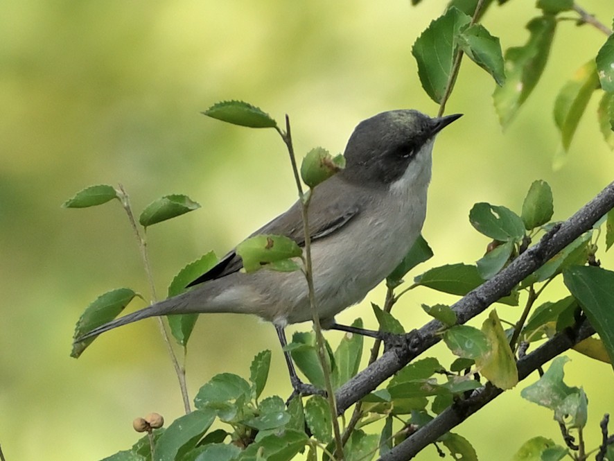 Lesser Whitethroat (Hume's) - ML631843509