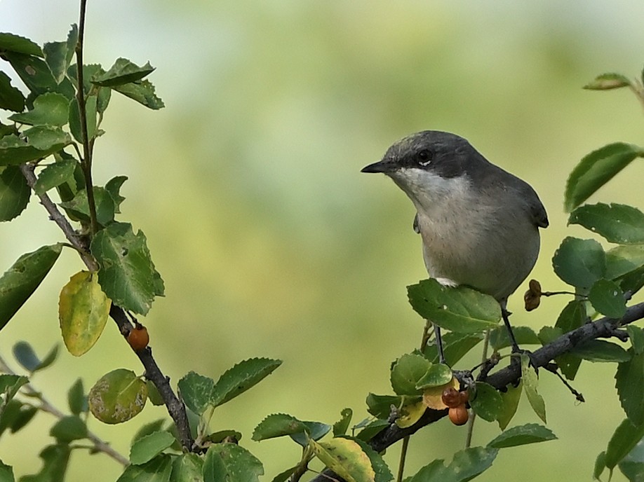 Lesser Whitethroat (Hume's) - ML631843510